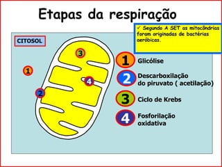 Etapas da respiração
CITOSOL
3
Glicólise
Descarboxilação
do piruvato ( acetilação)
Ciclo de Krebs
Fosforilação
oxidativa
1
3
4
2
4
1
2
 Segundo A SET as mitocôndrias
foram originadas de bactérias
aeróbicas.
 