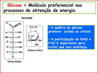 Glicose = Molécula preferencial nos
processos de obtenção de energia.
A quebra da glicose
promove acidez ao citosol.
A participação do NAD e
FAD é importante para
evitar que isso aconteça.
 