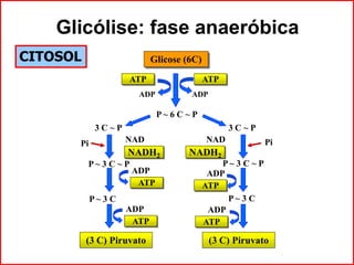 Glicólise: fase anaeróbica
(3 C) Piruvato
ADP ADP
3 C ~ P 3 C ~ P
PiPi NAD
P ~ 3 C ~ P
NADH2
NAD
P ~ 3 C ~ P
P ~ 3 C
ADP
ATP
ADP
ATP
P ~ 6 C ~ P
Glicose (6C)
(3 C) Piruvato
ATPATP
NADH2
CITOSOL
P ~ 3 C
ADP
ATP
ADP
ATP
 