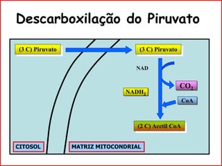 Descarboxilação do Piruvato
NAD
NADH2
(3 C) Piruvato
(2 C) Acetil CoA
CO2
CoA
CITOSOL MATRIZ MITOCONDRIAL
(3 C) Piruvato
 
