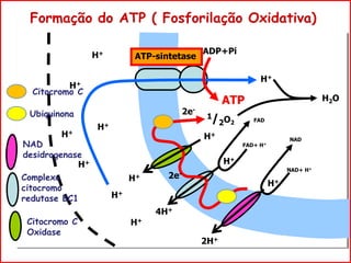 Formação do ATP ( Fosforilação Oxidativa)
ADP+Pi
ATP
H+
H+
H+
H+
H+
4H+
H+
NAD
NAD+ H+
H+
2H+
H+
H+
H+
1/2O2
H+
2e-
2e-
H2O
ATP-sintetase
NAD
desidrogenase
Complexo
citocromo
redutase BC1
Citocromo C
Oxidase
Ubiquinona
Citocromo C
FAD
FAD+ H+
H+
 