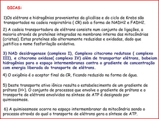 2) A cadeia transportadora de elétrons consiste num conjunto de ligações, a
maioria através de proteínas integradas na membrana interna das mitocôndrias
(cristas). Estas proteínas são alternamente reduzidas e oxidadas, dado que
justifica o nome fosforilação oxidativa.
3) NAD desidrogenase (complexo I), Complexo citocromo redutase ( complexo
III), e citocromo oxidase( complexo IV) além de transportar elétrons, bobeiam
hidrogênios para o espaço intermembranas contra o gradiente de concentração
com energia liberada do transporte de elétrons.
4) O oxigênio é o aceptor final da CR, ficando reduzido na forma de água.
DICAS:
1)Os elétrons e hidrogênios provenientes da glicólise e do ciclo de Krebs são
transportados na cadeia respiratória ( CR) sob a forma de NADH2 e FADH2.
5) Deste transporte ativo iônico resulta o estabelecimento de um gradiente de
prótons (H+). O conjunto de processos que envolve o gradiente de prótons e o
transporte de elétrons envolvidos na síntese de ATP é designado por
quimioosmose.
6) A quimioosmose ocorre no espaço intermembranar da mitocôndria sendo o
processo através do qual o transporte de elétrons gera a síntese de ATP.
 