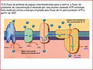 7) O fluxo de prótons do espaço intermembranas para a matriz, a favor do
gradiente de concentração é mediado por uma enzima chamada ATP sintetase.
Esta molécula utiliza a energia originada pelo fluxo de H+ para produzir ATP a
partir de ADP.
 