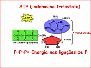 ATP ( adenosina trifosfato)
P~P~P= Energia nas ligações de P
NUCLEOSÍDEO
 