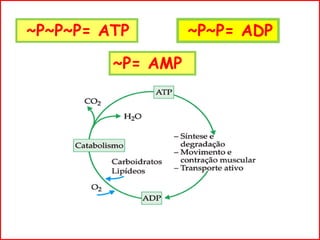 ~P~P~P= ATP ~P~P= ADP
~P= AMP
 