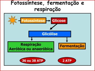 Fotossíntese, fermentação e
respiração
Glicose
Glicólise
36 ou 38 ATP 2 ATP
Fotossíntese
FermentaçãoRespiração
Aeróbica ou anaeróbica
 