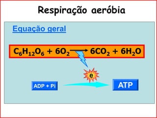 Respiração aeróbia
Equação geral
C6H12O6 + 6O2 6CO2 + 6H2O
e
ADP + Pi ATP
 