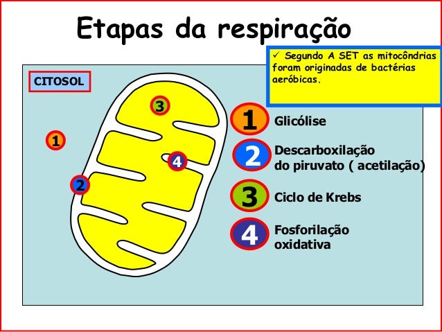 Respiração celular