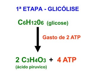 C6H1206 (glicose)
Gasto de 2 ATP
2 C3H4O3 + 4 ATP
(ácido piruvico)
1ª ETAPA - GLICÓLISE
 