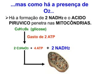 ...mas como há a presença de
O2...
Há a formação de 2 NADH2 e o ACIDO
PIRUVICO penetra nas MITOCÔNDRIAS.
C6H1206 (glicose)
Gasto de 2 ATP
2 C3H4O3 + 4 ATP + 2 NADH2
 