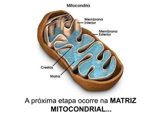 A próxima etapa ocorre na MATRIZ
MITOCONDRIAL...
 