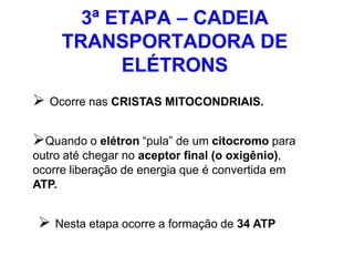 3ª ETAPA – CADEIA
TRANSPORTADORA DE
ELÉTRONS
 Ocorre nas CRISTAS MITOCONDRIAIS.
Quando o elétron “pula” de um citocromo para
outro até chegar no aceptor final (o oxigênio),
ocorre liberação de energia que é convertida em
ATP.
 Nesta etapa ocorre a formação de 34 ATP
 