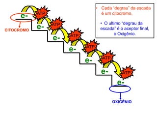 CITOCROMO
OXIGÊNIO
• Cada “degrau” da escada
é um citocromo.
• O ultimo “degrau da
escada” é o aceptor final,
o Oxigênio.
e-
e-
e-
e-
e-
e-
e- ATP
ATP
ATP
ATP
ATP
ATP
 