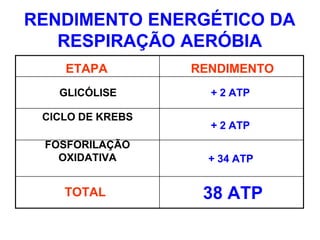 RENDIMENTO ENERGÉTICO DA
RESPIRAÇÃO AERÓBIA
ETAPA RENDIMENTO
GLICÓLISE + 2 ATP
CICLO DE KREBS
+ 2 ATP
FOSFORILAÇÃO
OXIDATIVA + 34 ATP
TOTAL 38 ATP
 