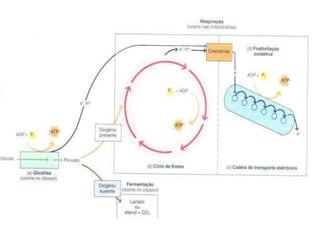 respiraocelular.pptx