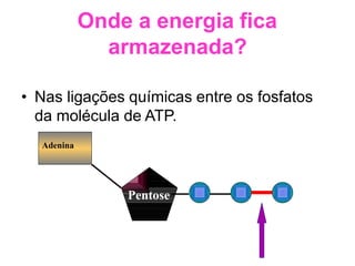 Onde a energia fica
armazenada?
• Nas ligações químicas entre os fosfatos
da molécula de ATP.
Adenina
Pentose
 