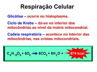 Respiração Celular
Glicólise – ocorre no hialoplasma.
Ciclo de Krebs – dá-se no interior das
mitocôndrias ao nível da matriz mitocondrial.
Cadeia respiratória – acontece no interior das
mitocôndrias, nas cristas mitocondriais.
 