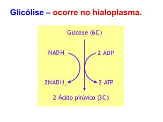 GLicose (6C)
2 ADP
2NADH 2 ATP
2
NADH 2
2 Ácido pirúvico (3C)
Glicólise – ocorre no hialoplasma.
 