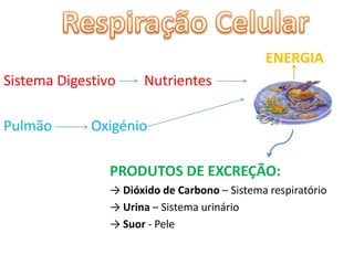 ENERGIA
Sistema Digestivo     Nutrientes

Pulmão       Oxigénio

                PRODUTOS DE EXCREÇÃO:
                → Dióxido de Carbono – Sistema respiratório
                → Urina – Sistema urinário
                → Suor - Pele
 