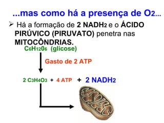 ...mas como há a presença de O2...
 Há a formação de 2 NADH2 e o ÁCIDO
PIRÚVICO (PIRUVATO) penetra nas
MITOCÔNDRIAS.
C6H1206 (glicose)
Gasto de 2 ATP
2 C3H4O3 + 4 ATP + 2 NADH2
 