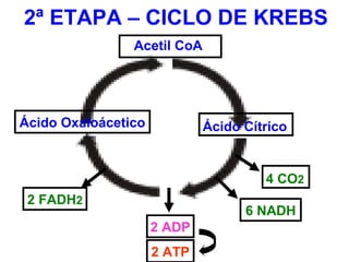 2ª ETAPA – CICLO DE KREBS
Acetil CoA
Ácido Oxaloácetico Ácido Cítrico
4 CO2
6 NADH
2 FADH2
2 ADP
2 ATP
 