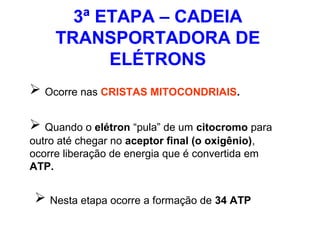 3ª ETAPA – CADEIA
TRANSPORTADORA DE
ELÉTRONS
 Ocorre nas CRISTAS MITOCONDRIAIS.
 Quando o elétron “pula” de um citocromo para
outro até chegar no aceptor final (o oxigênio),
ocorre liberação de energia que é convertida em
ATP.
 Nesta etapa ocorre a formação de 34 ATP
 