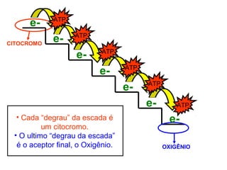CITOCROMO
• Cada “degrau” da escada é
um citocromo.
OXIGÊNIO
• O ultimo “degrau da escada”
é o aceptor final, o Oxigênio.
e-
e-
e-
e-
e-
e-
e- ATP
ATP
ATP
ATP
ATP
ATP
 