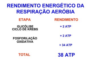 RENDIMENTO ENERGÉTICO DA
RESPIRAÇÃO AERÓBIA
CICLO DE KREBS
FOSFORILAÇÃO
OXIDATIVA
ETAPA RENDIMENTO
GLICÓLISE
TOTAL
+ 2 ATP
+ 2 ATP
+ 34 ATP
38 ATP
 