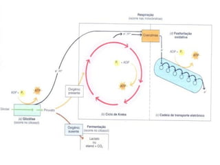 1°PD  Respiração celular aula da Juliana