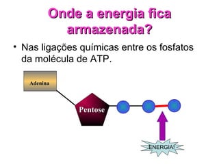 Onde a energia ficaOnde a energia fica
armazenada?armazenada?
• Nas ligações químicas entre os fosfatos
da molécula de ATP.
AdeninaAdenina
PentosePentose
ENERGIA!
 