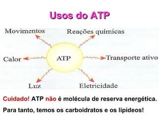 Usos do ATPUsos do ATP
Cuidado! ATP não é molécula de reserva energética.
Para tanto, temos os carboidratos e os lipídeos!
 