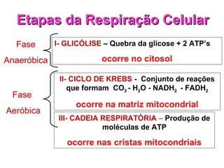 I- GLICÓLISE – Quebra da glicose + 2 ATP’s
ocorre no citosol
II- CICLO DE KREBS - Conjunto de reações
que formam CO2 - H2O - NADH2 - FADH2
ocorre na matriz mitocondrial
III- CADEIA RESPIRATÓRIA – Produção de
moléculas de ATP
ocorre nas cristas mitocondriais
Etapas da Respiração CelularEtapas da Respiração Celular
Fase
Aeróbica
Fase
Anaeróbica
 