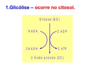 G l i c o s e (6 C )
2 A D P
2 A T P2 N A D H 2
N A D H 2
2 Á c id o p ir ú v ic o (3 C )
1.Glicólise – ocorre no citosol.
 