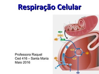 Respiração CelularRespiração Celular
Professora Raquel
Ced 416 – Santa Maria
Maio 2016
 