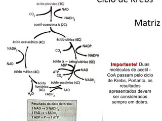 Importante!Importante! Duas
moléculas de acetil -
CoA passam pelo ciclo
de Krebs. Portanto, os
resultados
apresentados devem
ser considerados
sempre em dobro.
Ciclo de Krebs –
Matriz
 