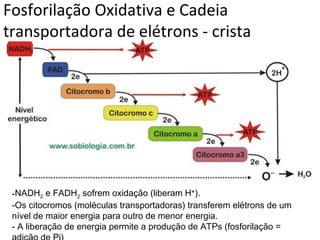 Fosforilação Oxidativa e Cadeia
transportadora de elétrons - crista
-NADH2 e FADH2 sofrem oxidação (liberam H+
).
-Os citocromos (moléculas transportadoras) transferem elétrons de um
nível de maior energia para outro de menor energia.
- A liberação de energia permite a produção de ATPs (fosforilação =
 
