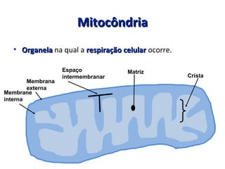 MitocôndriaMitocôndria
• OrganelaOrganela na qual a respiração celularrespiração celular ocorre.
Membrane
interna
Membrana
externa
Espaço
intermembranar
Matriz
Crista
 