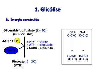1. Glicólise1. Glicólise
B. Energia construídaB. Energia construída
Gliceraldeido fosfato (2 - 3C)
(G3P or GAP)
Piruvato (2 - 3C)
(PYR)
0 ATP - usado
4 ATP - produzido
2 NADH - produzido
4ATP
4ADP + P
C-C-C C-C-C
C-C-C C-C-C
GAP GAP
(PYR) (PYR)
 