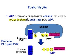 Fosforilação
• ATP é formado quando uma enzima transfere o
grupo fosfatogrupo fosfato do substrato para ADP.
Enzima
Substrato
O-
C=O
C-O-
CH2
P P P Adenosine
ADP(PEP)
Exemplo:
PEP para PYR
P PP
ATP
O-
C=O
C=O
CH2
Produto
(Pyruvate)
Adenosine
 