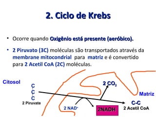 2. Ciclo de Krebs2. Ciclo de Krebs
• Ocorre quando Oxigênio está presente (aeróbico).Oxigênio está presente (aeróbico).
• 2 Piruvato (3C) moléculas são transportados através da
membrane mitocondrial para matriz e é convertido
para 2 Acetil CoA (2C) moléculas.
Citosol
C
C
C
2 Piruvate
2 CO2 CO22
2 Acetil CoA2 Acetil CoA
C-CC-C
2NADH2NADH2 NAD+
Matriz
 