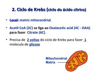 2. Ciclo de Krebs (2. Ciclo de Krebs (ciclo do ácido cítrico)ciclo do ácido cítrico)
• Local:Local: matriz mitocondrial.
• Acetil CoA (2C) se liga ao Oxalacetic acid (4C - OAA)
para fazer Citrate (6C).
• Precisa de 2 voltas do ciclo de Krebs para fazer 1
molecula de glicose
Mitochondrial
Matrix
 