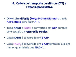 4. Cadeia de transporte de elétron (CTE) e4. Cadeia de transporte de elétron (CTE) e
FFosforilação Oxidativaosforilação Oxidativa
• O H+ sofre difusãodifusão (Força Próton Motora) através
ATP Sintase para fazer ATP.
• Todo NADH e FADH2 é convertido em ATP durante
este estágio da respiração celularrespiração celular.
• Cada NADH é convertido em 3 ATP.
• Cada FADH2 é convertido em 2 ATP (entra na CTE em
menor quantidade que NADH).
 