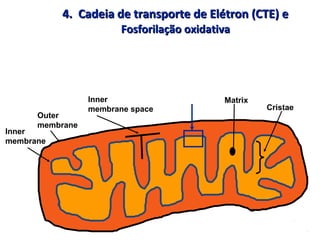 4. Cadeia de transporte de Elétron (CTE) e4. Cadeia de transporte de Elétron (CTE) e
Fosforilação oxidativaFosforilação oxidativa
Inner
membrane
Outer
membrane
Inner
membrane space
Matrix
Cristae
 