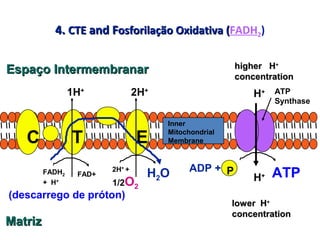 4.4. CTECTE and Fand Fosforilação Oxidativa (osforilação Oxidativa (FADH2)
FADH2
+ H+
ATP
Synthase
1H+
2H+
higher Hhigher H++
concentrationconcentration
H+
ADP +
ATP
lower Hlower H++
concentrationconcentration
H+
(descarrego de próton)
P
C T E
FAD+
2H+
+
1/2O2
H2O
Espaço IntermembranarEspaço Intermembranar
MatrizMatriz
Inner
Mitochondrial
Membrane
 