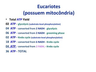 Eucariotes
(possuem mitocôndria)
• Total ATP Yield
02 ATP - glycolysis (substrate-level phosphorylation)
04 ATP - converted from 2 NADH - glycolysis
06 ATP - converted from 2 NADH - grooming phase
02 ATP - Krebs cycle (substrate-level phosphorylation)
18 ATP - converted from 6 NADH - Krebs cycle
04 ATP - converted from 2 FADH2 - Krebs cycle
36 ATP - TOTAL
 