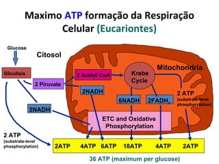 Maximo ATP formação da Respiração
Celular (Eucariontes)
36 ATP (maximum per glucose)
Glucose
Glicolisis
2ATP 4ATP 6ATP 18ATP 4ATP 2ATP
2 ATP
(substrate-level
phosphorylation)
2NADH
2NADH
6NADH
Krebs
Cycle
2FADH2
2 ATP
(substrate-level
phosphorylation)
2 Piruvate
2 Acetyl CoA
ETC and Oxidative
Phosphorylation
Citosol
Mitochondria
 