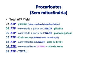 ProcariontesProcariontes
(Sem mitocôndria)(Sem mitocôndria)
• Total ATP Yield
02 ATP - glicólise (substrato-level phosphorylation)
06 ATP - convertido a partir de 2 NADH - glicolise
06 ATP - convertido a partir de 2 NADH - grooming phase
02 ATP - Krebs cycle (substrate-level fosforilação)
18 ATP - converted from 6 NADH –ciclo de Krebs
04 ATP - converted from 2 FADH2 – ciclo de Krebs
38 ATP - TOTAL
 