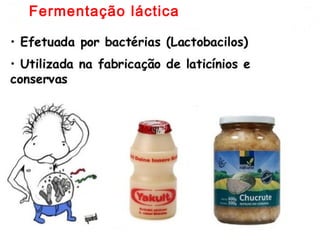 Fermentação láctica
 