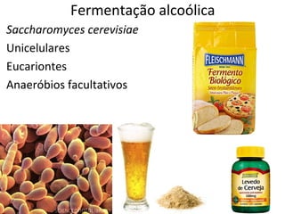 Fermentação alcoólica
Saccharomyces cerevisiae
Unicelulares
Eucariontes
Anaeróbios facultativos
 