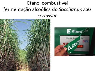 Etanol combustível
fermentação alcoólica do Saccharomyces
cerevisae
 